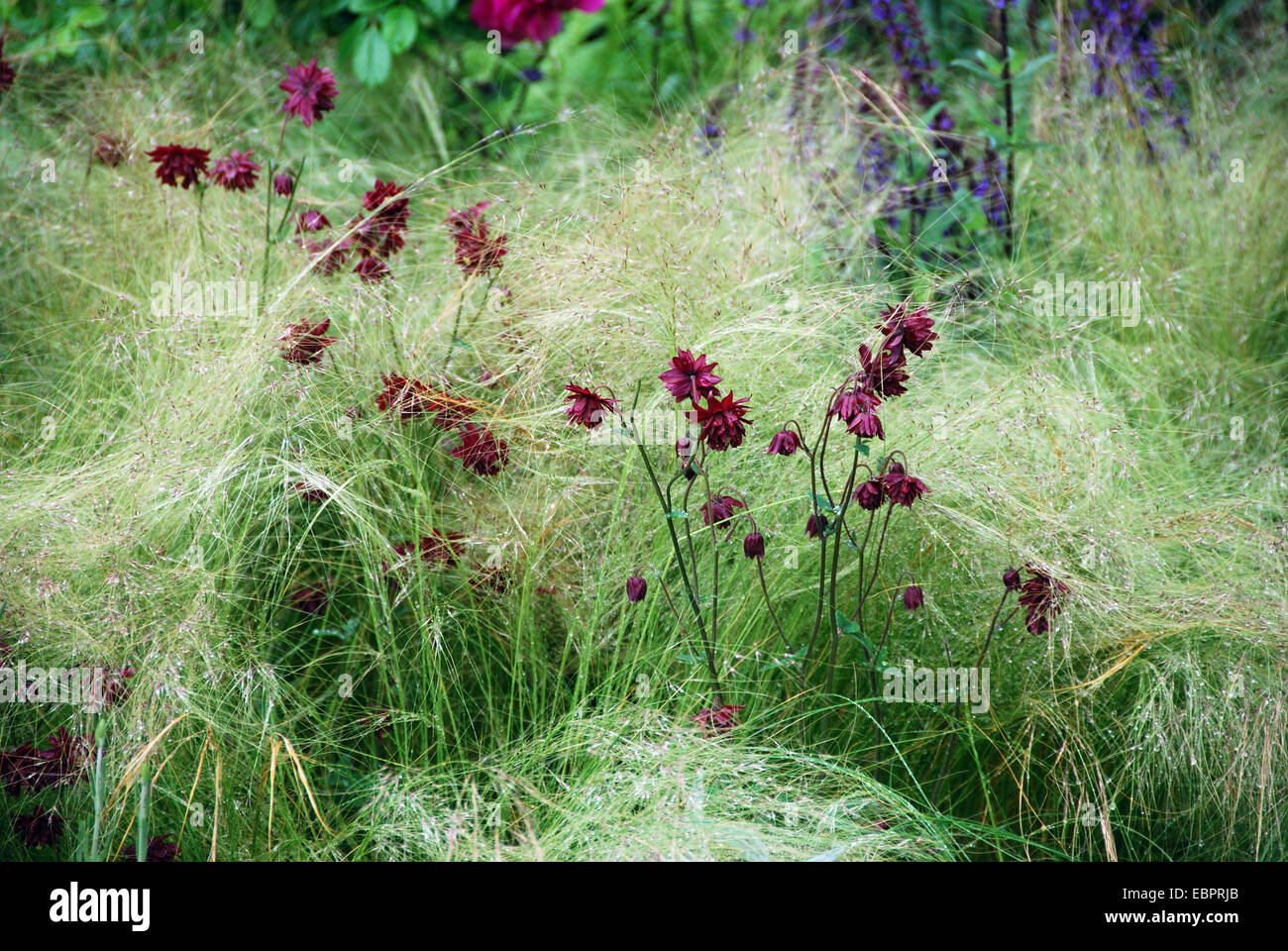 Mehrjährige Grenze, Cancer Research UK show Garten, RHS Chelsea Flower Show 2007, London, UK. Stockfoto