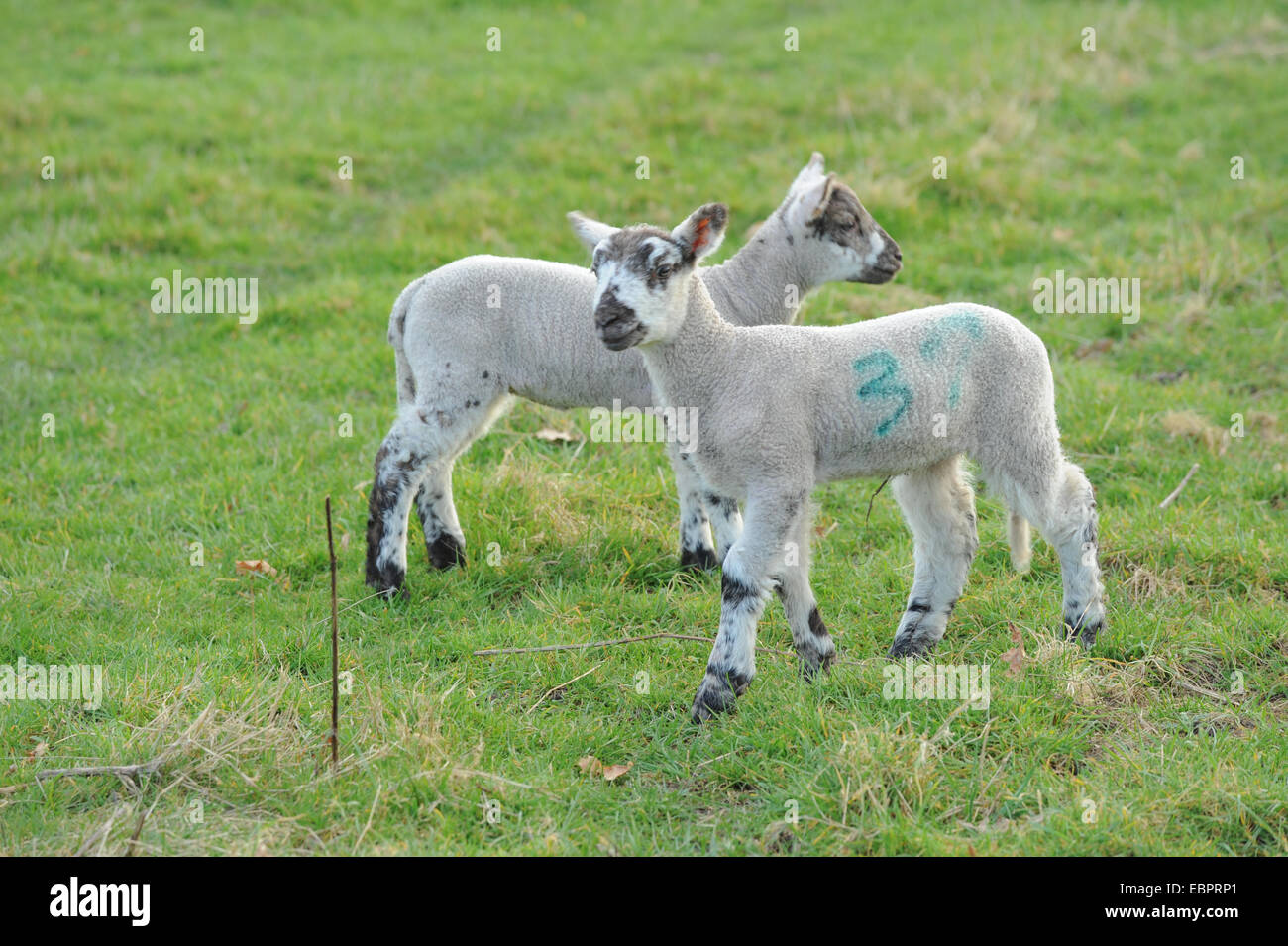 Zwei junge Lämmer Spielen in einem Feld in Cutlers Bauernhof, in der Nähe von Stratford-upon-Avon, Warwickshire, England, Großbritannien Stockfoto