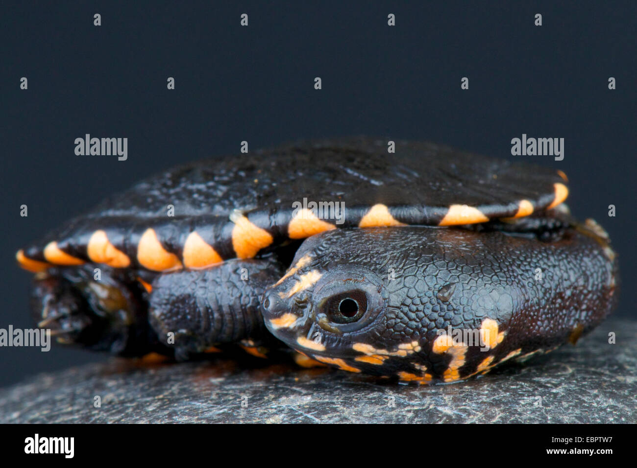 Schlange-necked Turtle / Chelodina Gunaleni Stockfoto