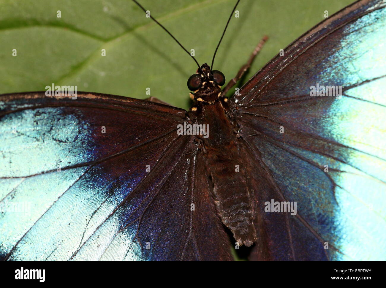 South American Blue-banded Morpho Achilles (Morpho Achilles) Stockfoto