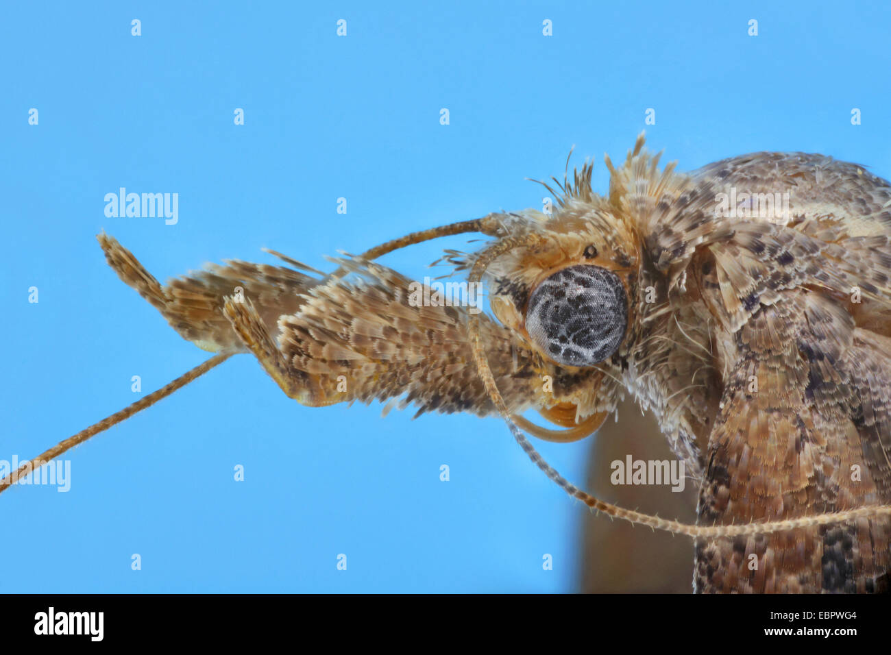 Snoth Motte (zusammengewachsen), Leiter der eine Schnauze Motte, Seitenansicht mit labial Palpen Stockfoto