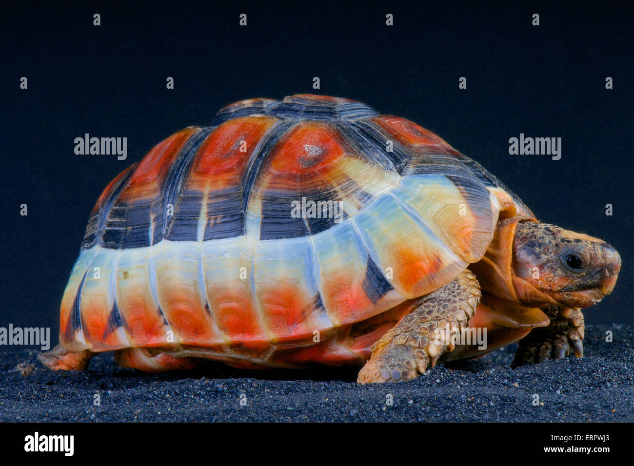 Bugspriet Schildkröte / Chersina Angulata Stockfoto