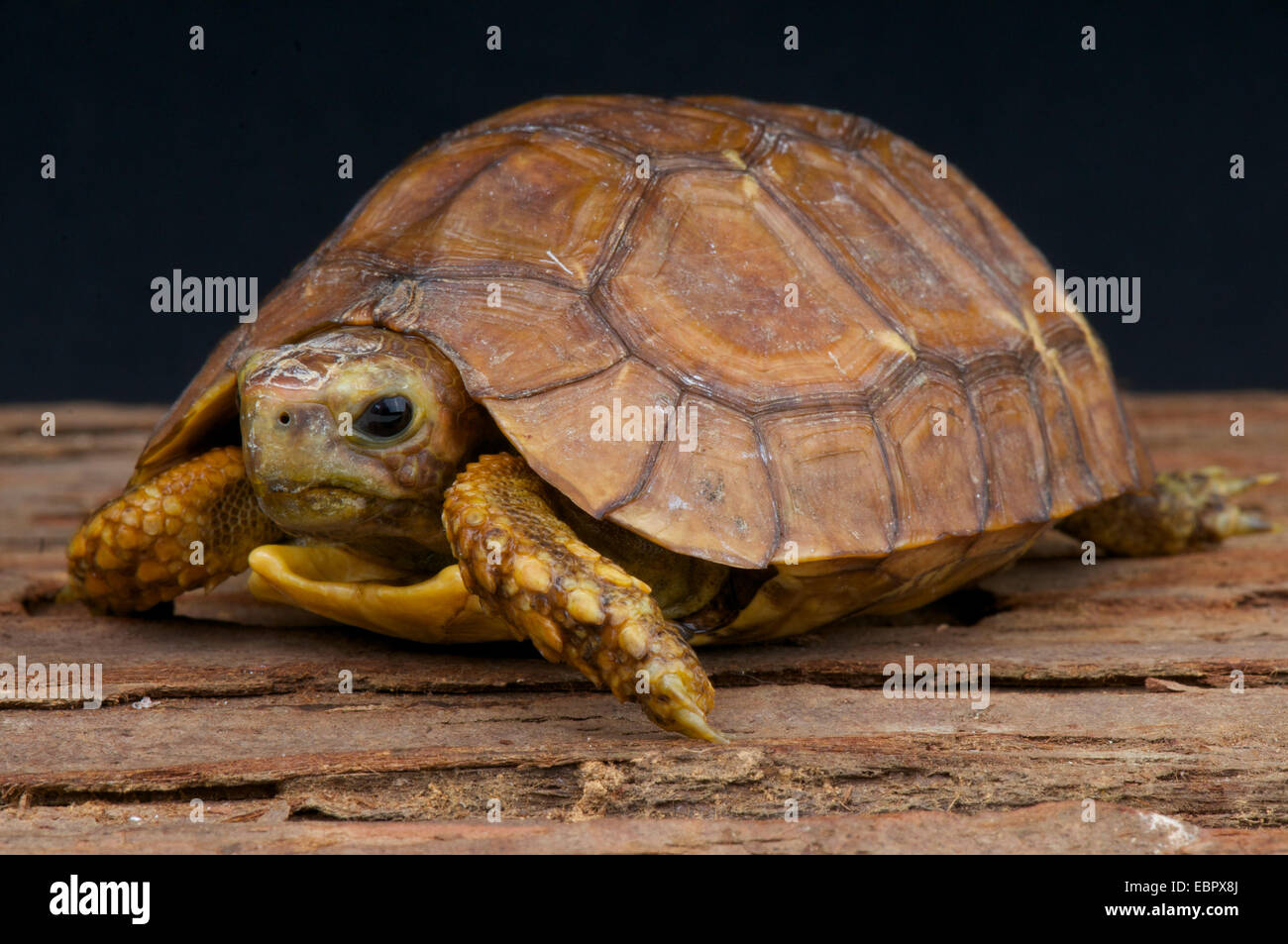 Scharnier-backed Schildkröte / Kinixys Belliana Stockfoto