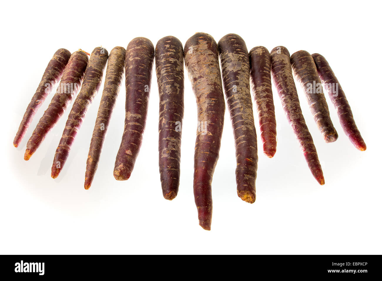 kontinuierliche rote Karotte Zucht neu auf weißen Ausschnitt lieben Karotten essen roten Fruchtfleisches ungewöhnliche Obstsorte weißer Hintergrund nicht kürzen Stockfoto