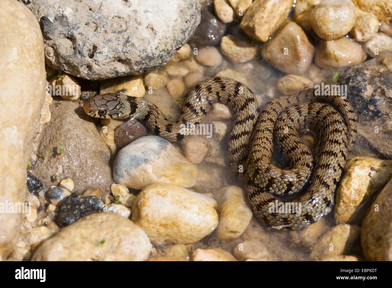 Sizilianische Ringelnatter (Natrix Natrix Sicula), im seichten Wasser am Ufer, Italien, Sizilien Stockfoto