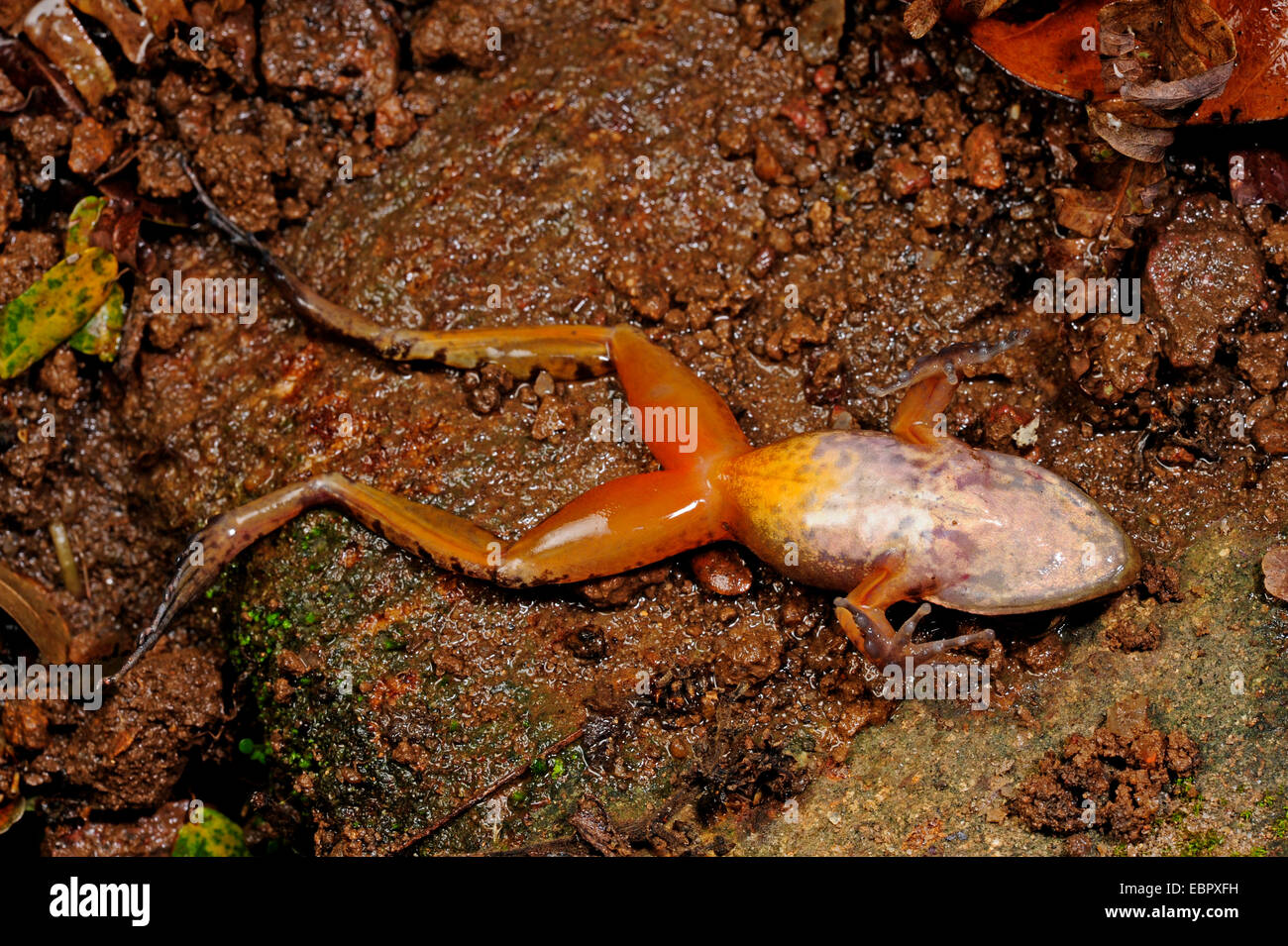 Frosch (Hylarana spec.), liegend auf ots Rücken, Sri Lanka, Sinharaja Forest National Park Stockfoto