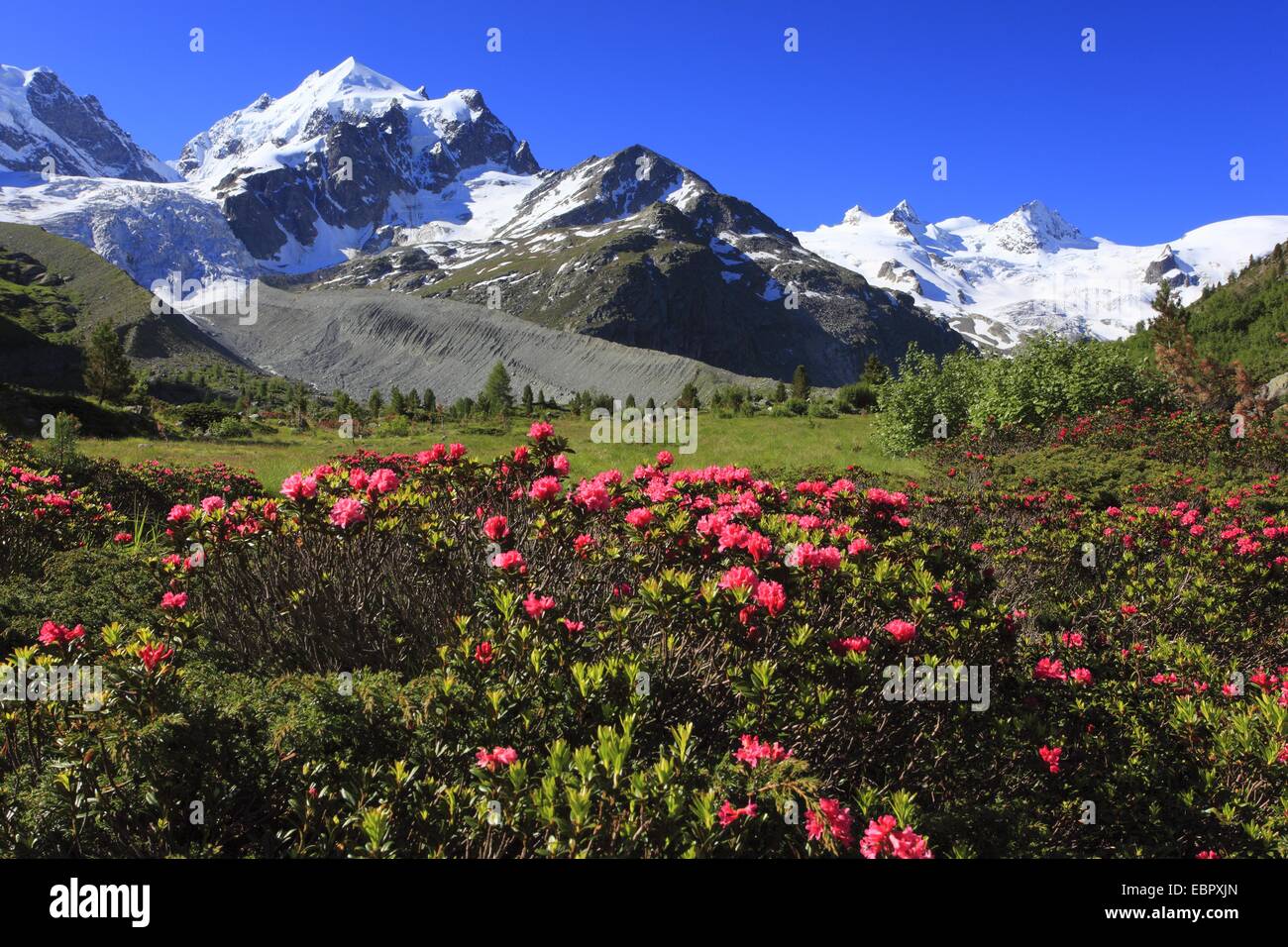 Rost-leaved Alpenrose (Rhododendron Ferrugineum), voll blühen vor malerischen Berg Blick, Graubündens, der Schweiz, Oberengadin, Val Roseg Stockfoto