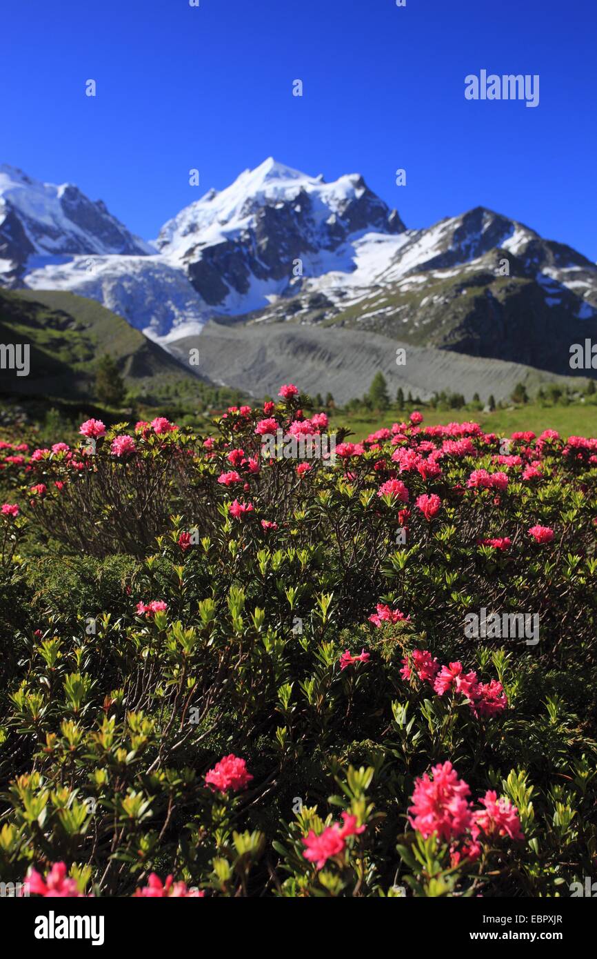 Rost-leaved Alpenrose (Rhododendron Ferrugineum), voll blühen vor malerischen Berg Blick, Graubündens, der Schweiz, Oberengadin, Val Roseg Stockfoto