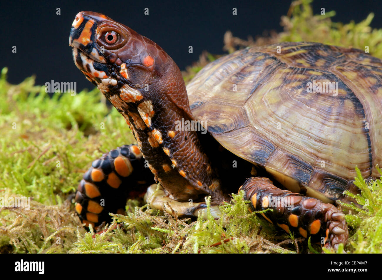 Kasten-Schildkröte / Terrapene Carolina Stockfoto
