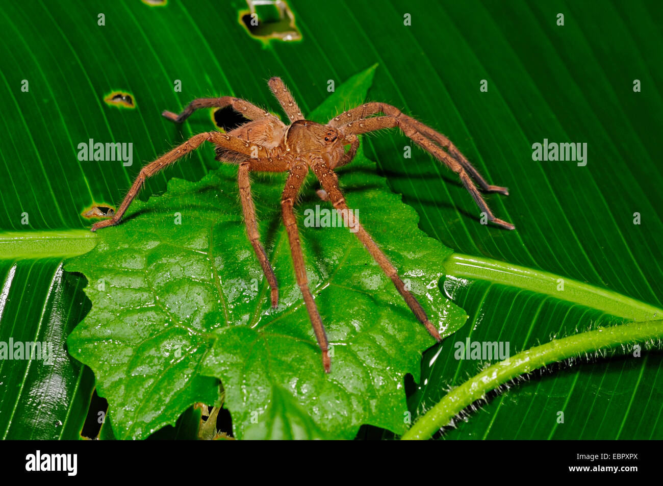 Spinne auf einem Blatt, Sri Lanka, Sinharaja Forest National Park Stockfoto