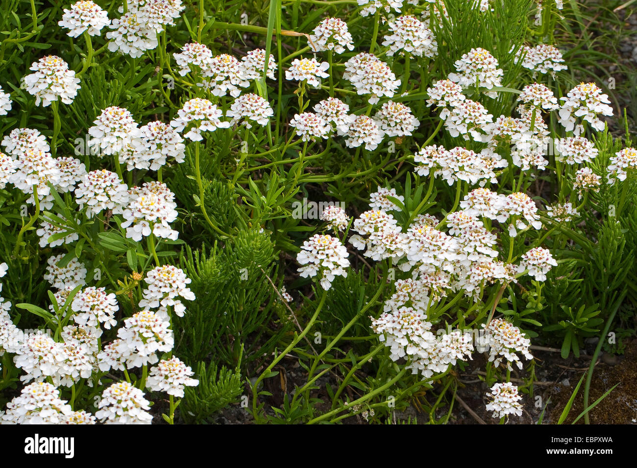 Die Pruit Schleifenblume (Iberis Pruitii, Iberis Spruneri Iberis Carnosa), blühen Stockfoto