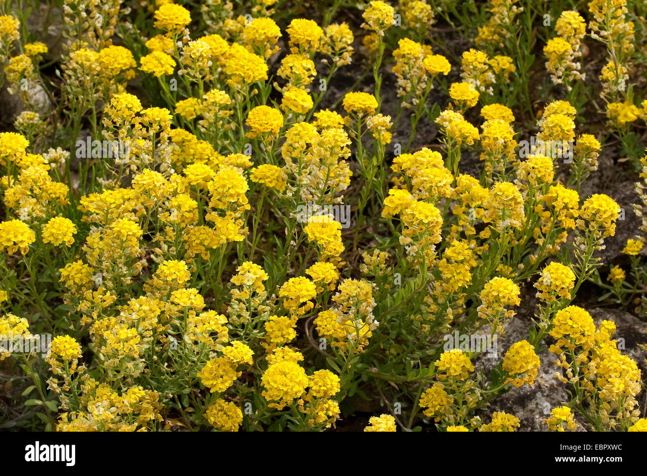 Schleichende Scharfkraut (Alyssum Repens, Alyssum Transsylvanicum), blühen Stockfoto