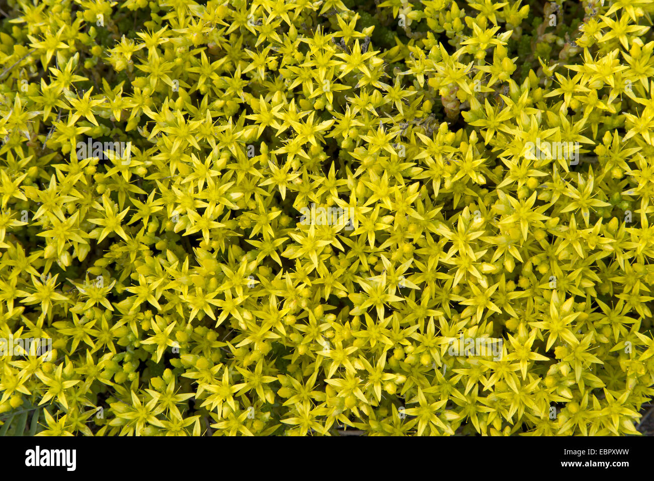 Produktbild von Sedum Selskianum - Kamtschatka / Amur Fetthenne - Gelb