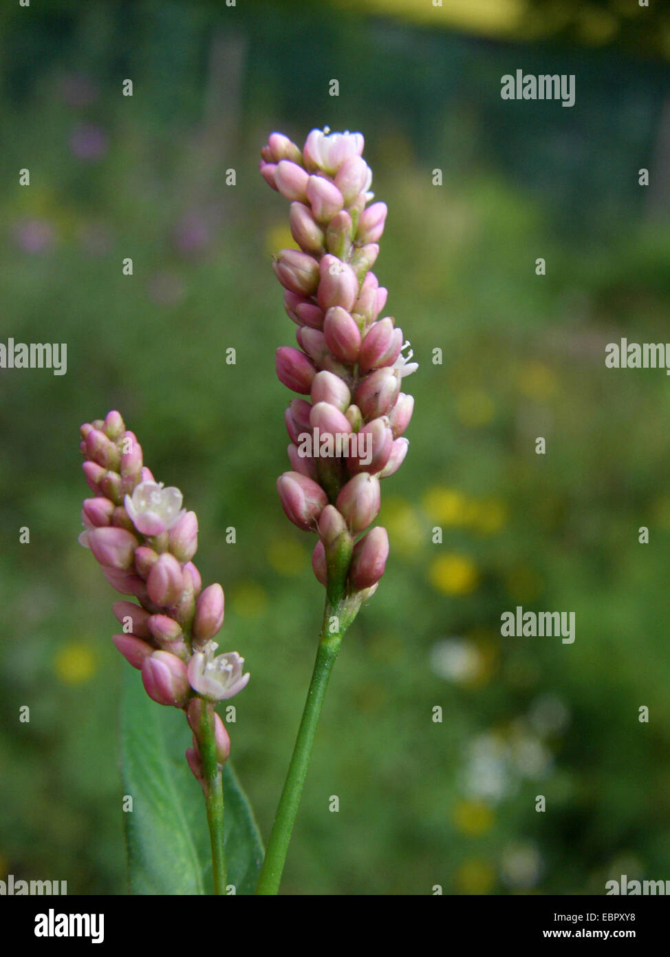 Rotschenkel, Persicaria, Redleg, Lady-Daumen, entdeckt Ladysthumb, Gambetta (Polygonum Persicaria, Persicaria Maculosa), Blütenstände, Deutschland Stockfoto