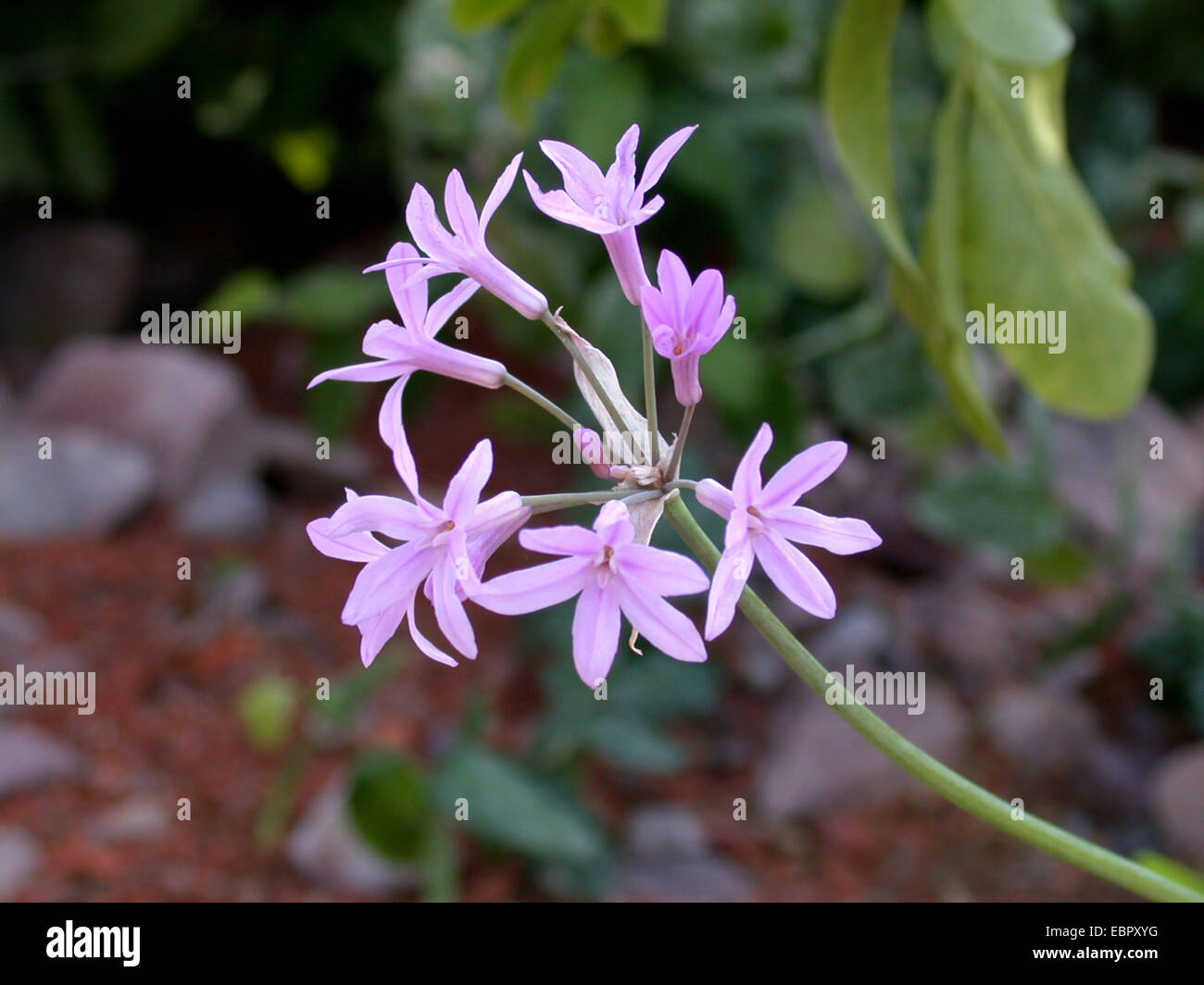 Gesellschaft Knoblauch (Tulbaghia Violacea), blühen Stockfoto