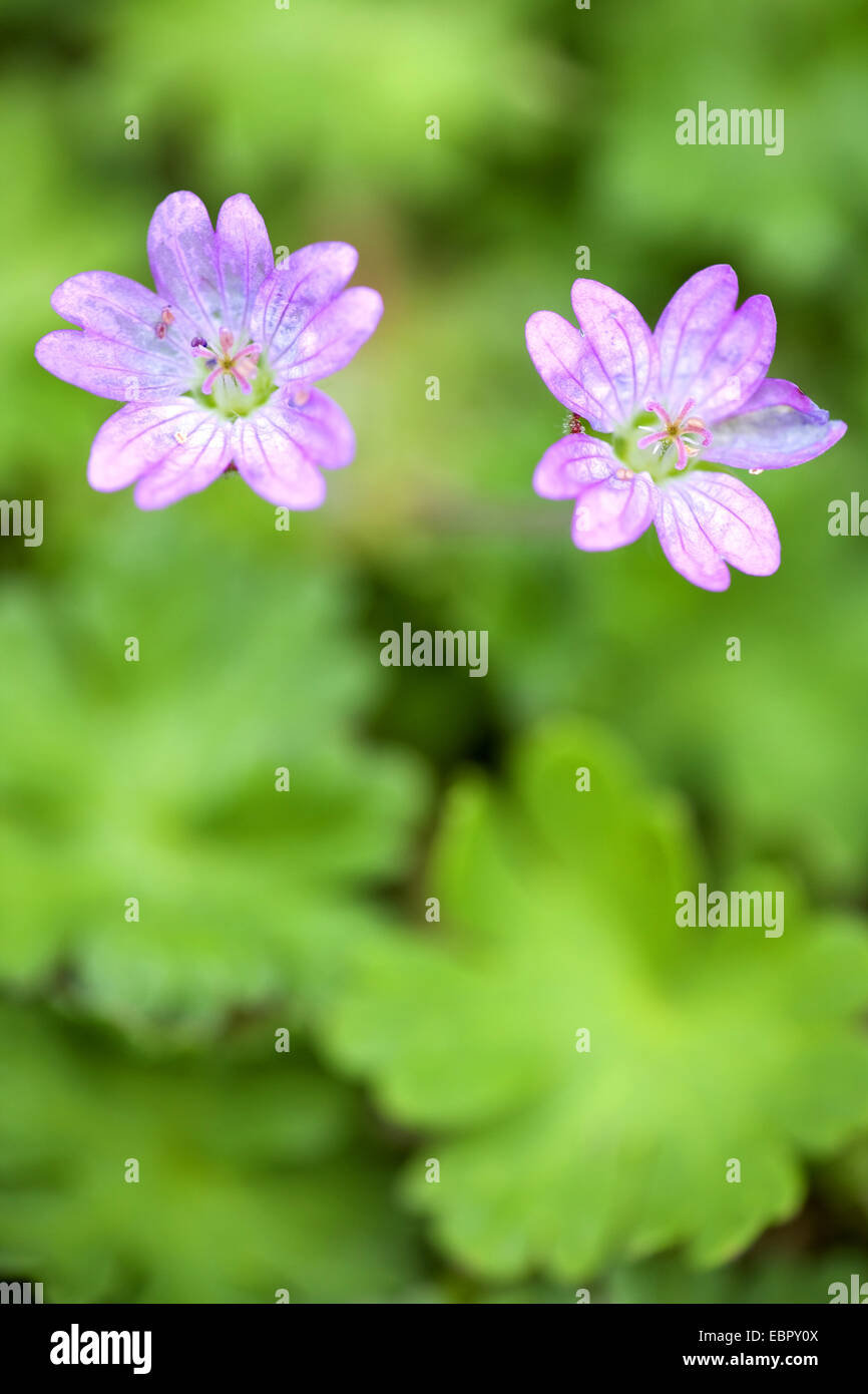 Dove-Fuß Storchschnabel (Geranium Molle), blühen, Dänemark, Jylland Stockfoto