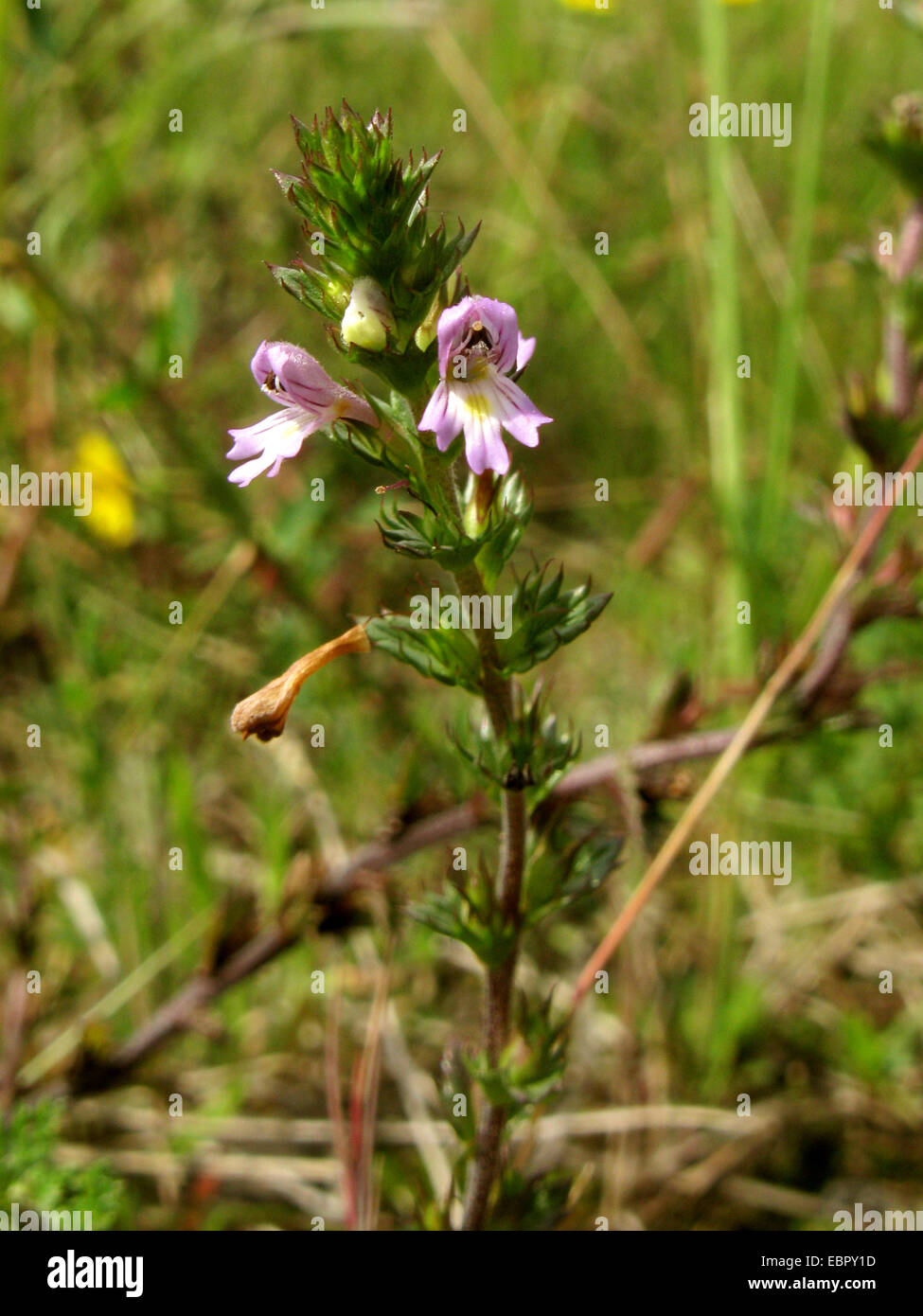 Medikament Augentrost (Euphrasia Stricta), blühen, Deutschland, Nordrhein-Westfalen Stockfoto