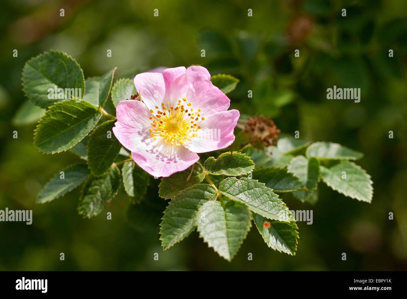 Sweet Briar Rose (Rosa Rubiginosa, Rosa Eglanteria), blühen, Deutschland Stockfoto