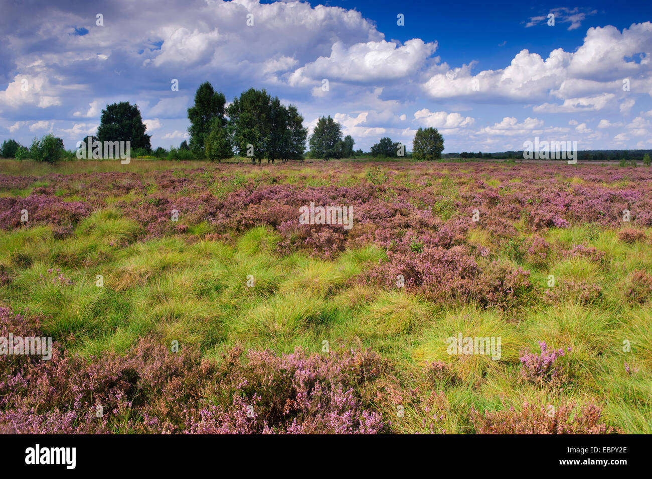 Heather, Ling (Calluna Vulgaris), blühende Sumpf Rehdener Geestmoor, Deutschland, Niedersachsen Stockfoto