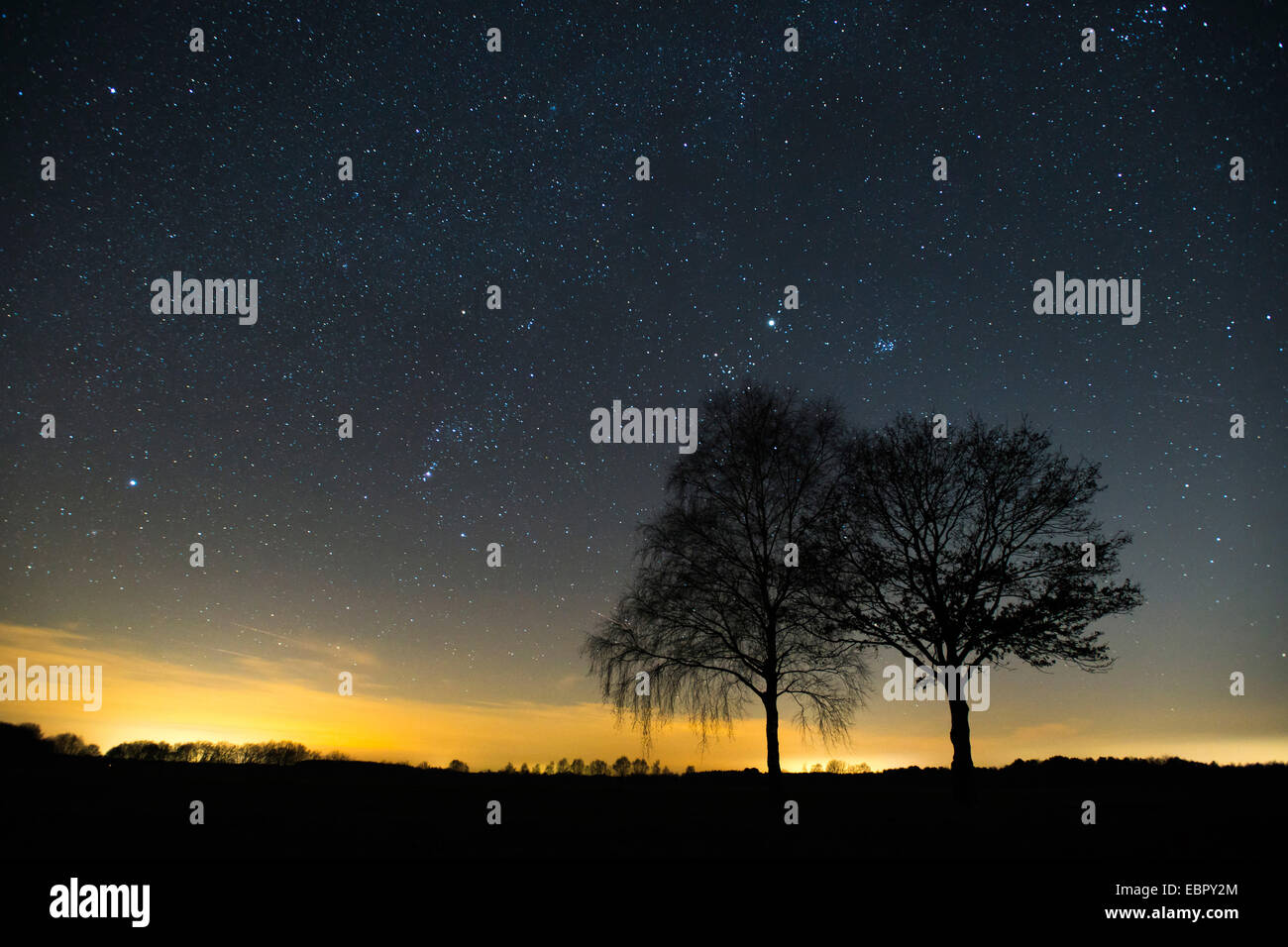 Sternenhimmel über zwei Bäume, Deutschland, Niedersachsen, Oldenburger Muensterland Stockfoto