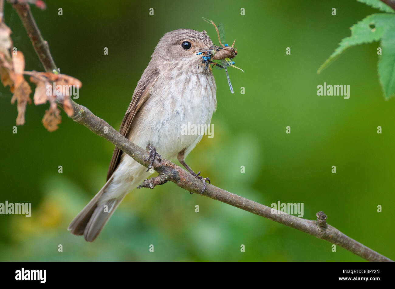 Grauschnäpper (Muscicapa Striata), mit Beute in Rechnung, Deutschland, Niedersachsen Stockfoto