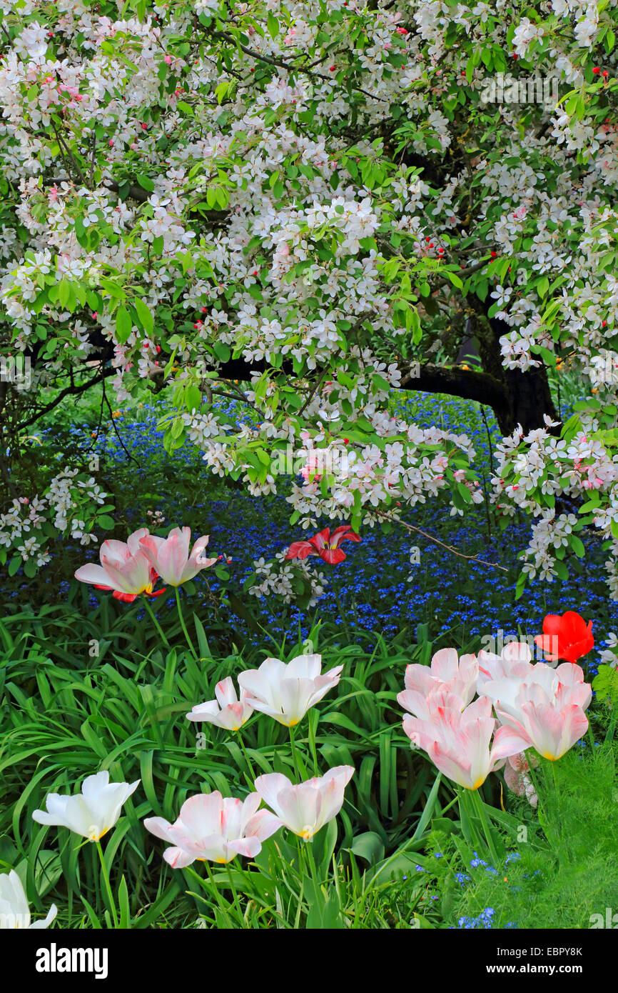 gemeinsamer Garten-Tulpe (Tulipa spec.), Blumenbeet mit Tulpen, Vergissmeinnicht und blühende Zierpflanzen Apfelbaum, Deutschland Stockfoto