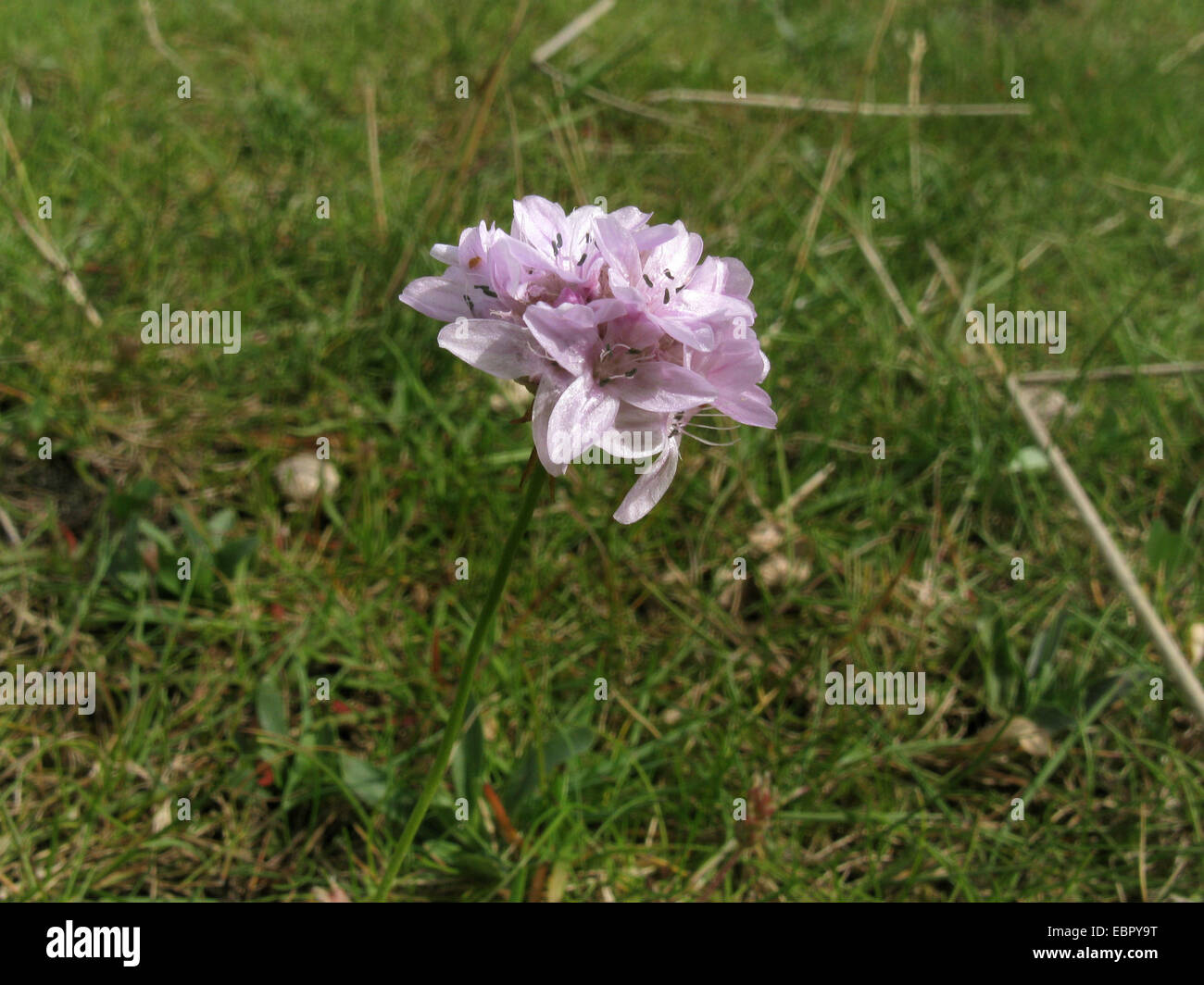 Meer-Sparsamkeit, westlichen Sparsamkeit (Armeria Maritima), Blütenstand, Deutschland, Niedersachsen, Baltrum Stockfoto