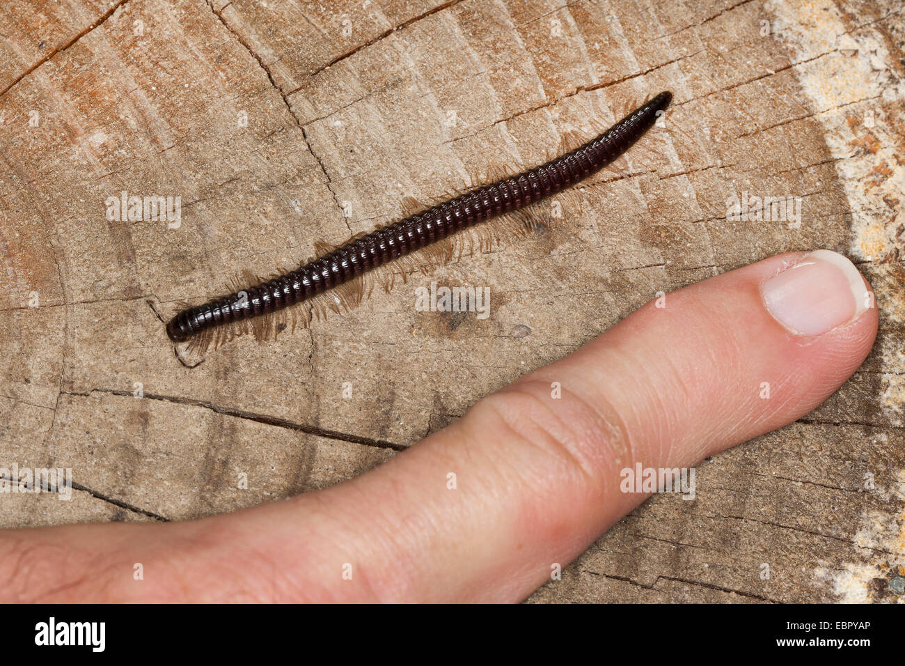 Tausendfüßler (Callipus Sorrentinus), mit dem Finger zum Größenvergleich, Frankreich, Corsica Stockfoto