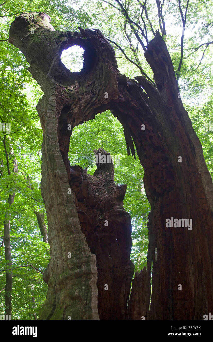 Urwald mit einem alten abgestorbenen Baum, Deutschland Stockfoto