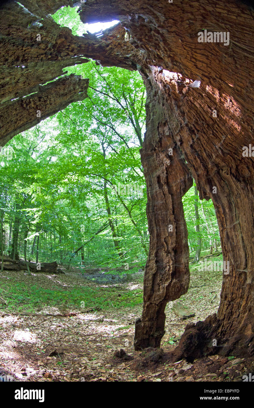 Urwald mit einem alten abgestorbenen Baum, Deutschland Stockfoto