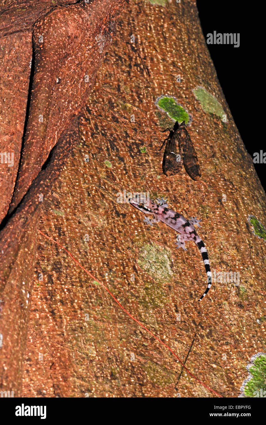 Sri Lanka Blatt-toed Gecko, Sri Lanka Blatt-toed Gecko (Hemidactylus Depressus), sitzen auf einem Baumstamm mit einem Schmetterling, Sri Lanka, Sigirya Stockfoto