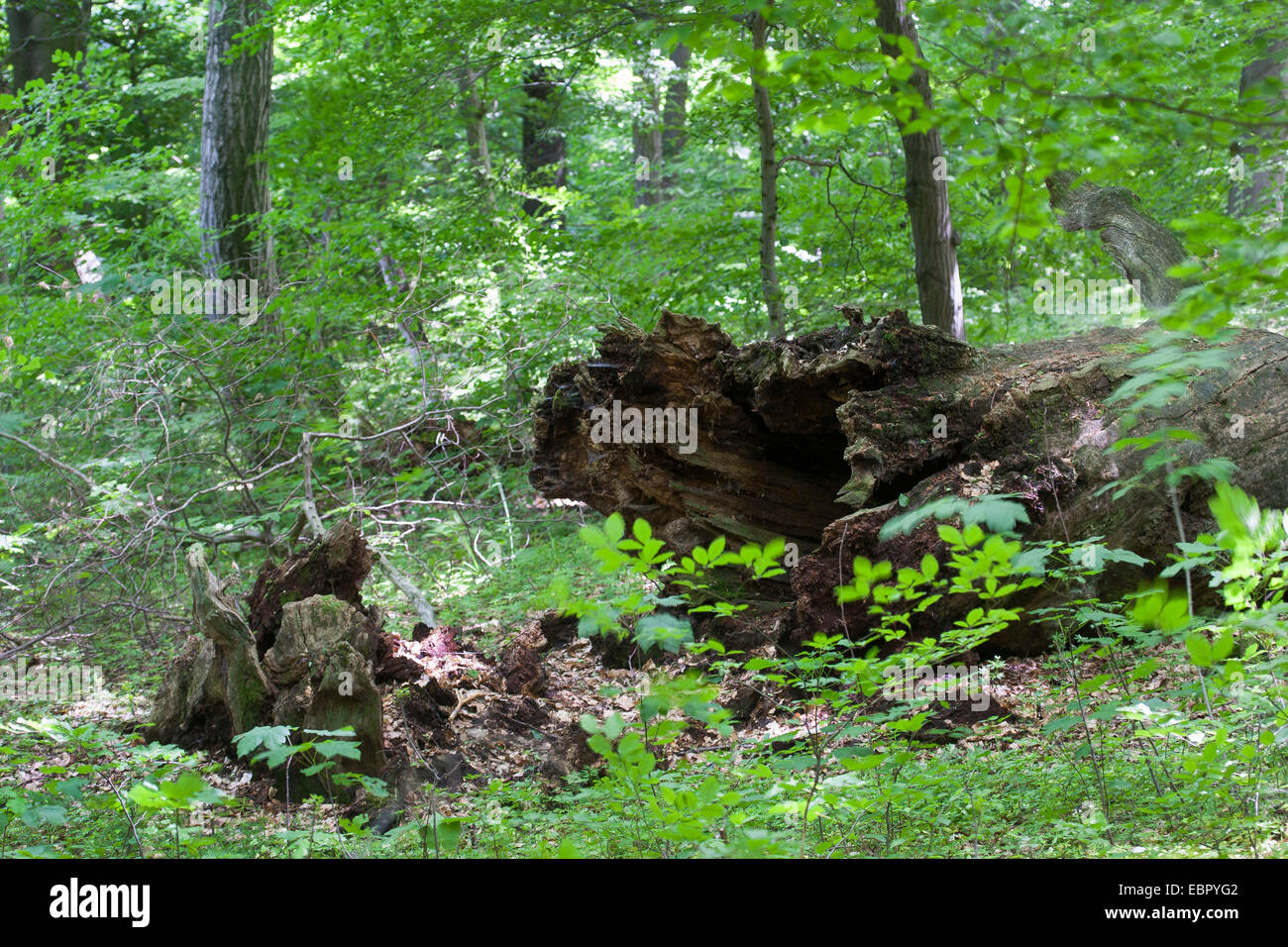 Urwald mit einem alten abgestorbenen Baum, Deutschland Stockfoto