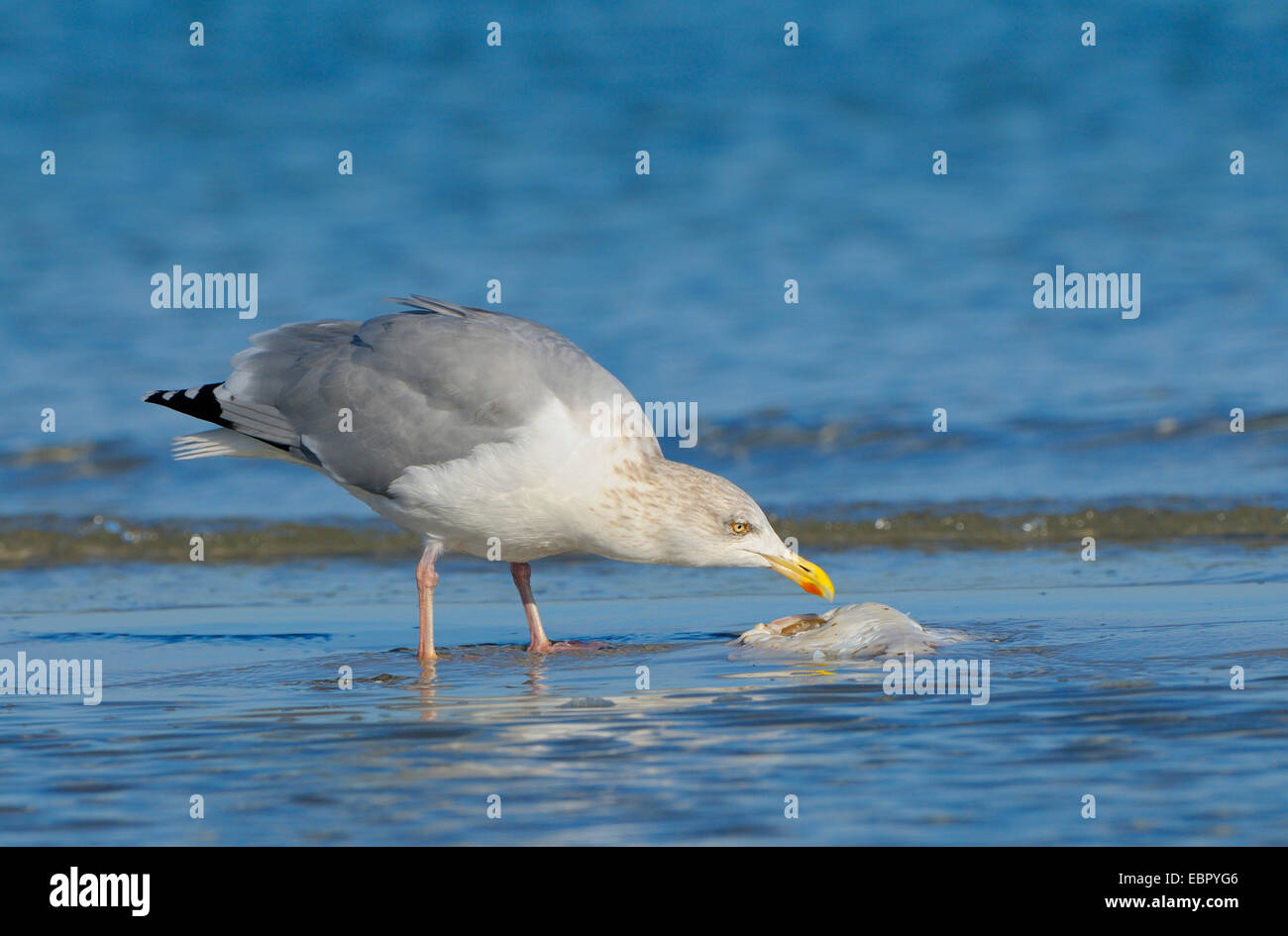Silbermöwe (Larus Argentatus), mit toten Fisch am Strand, Deutschland, Mecklenburg-Vorpommern, Western Region Nationalpark Vorpommersche, Prerow Stockfoto