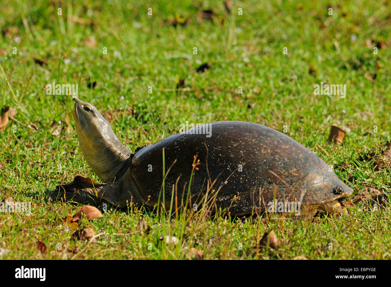 Indo-Ganges Flapshell, indische Flapshell Schildkröte (Lissemys Trommler), in einer Wiese, Sri Lanka, Wilpattu Nationalpark Stockfoto