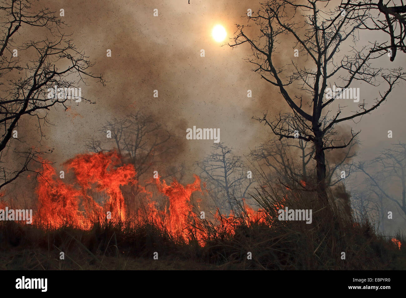 Schrägstrich-und-Brennen im Chitwan NP, Nepal, Terai, Chitwan National Park Stockfoto