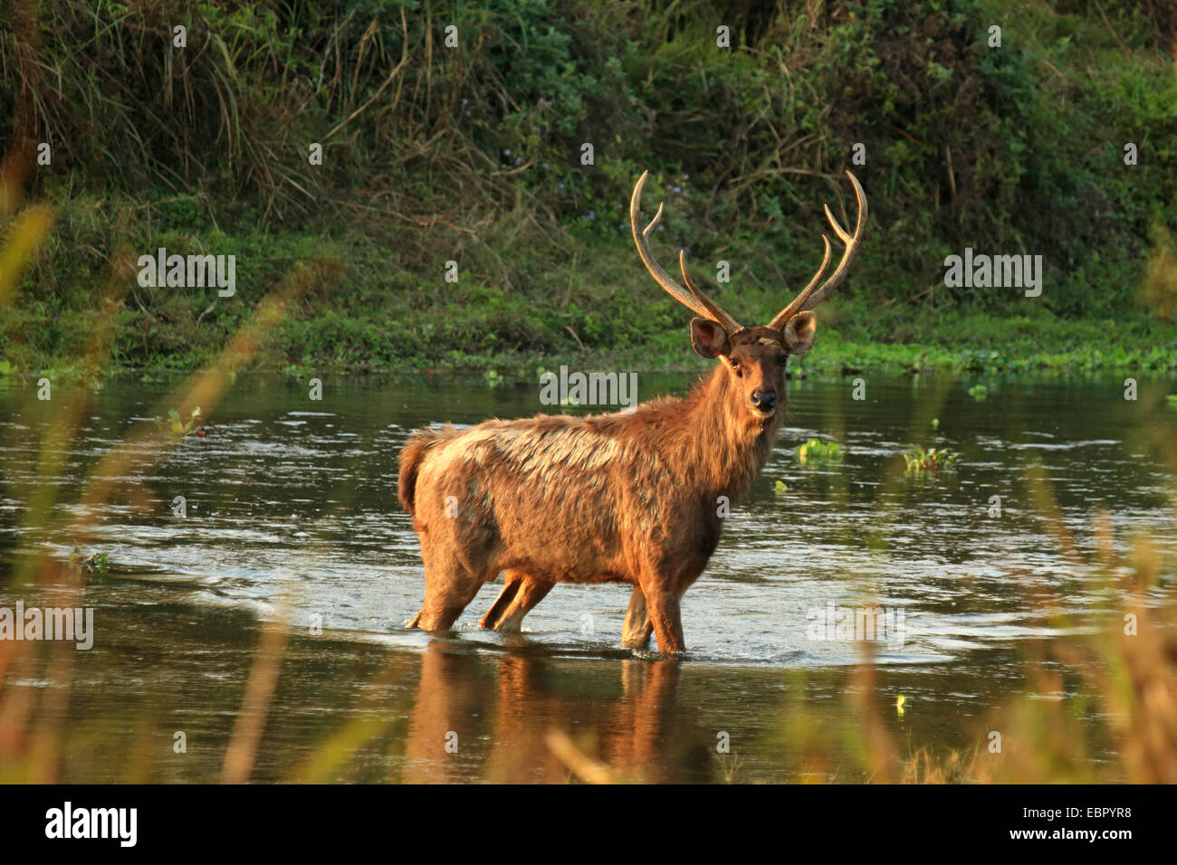 Sambar-Rotwild, Sambar (Rusa unicolor, Cervus unicolor), überqueren eines Flusses, Nepal, Terai, Chitwan National Park Stockfoto