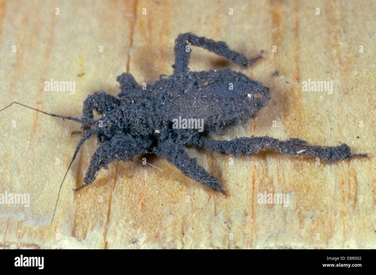 maskierter Jäger-Bug, Fly Fehler (Reduvius Personatus), Larve bedeckt mit Staub für Tarnung, Deutschland Stockfoto