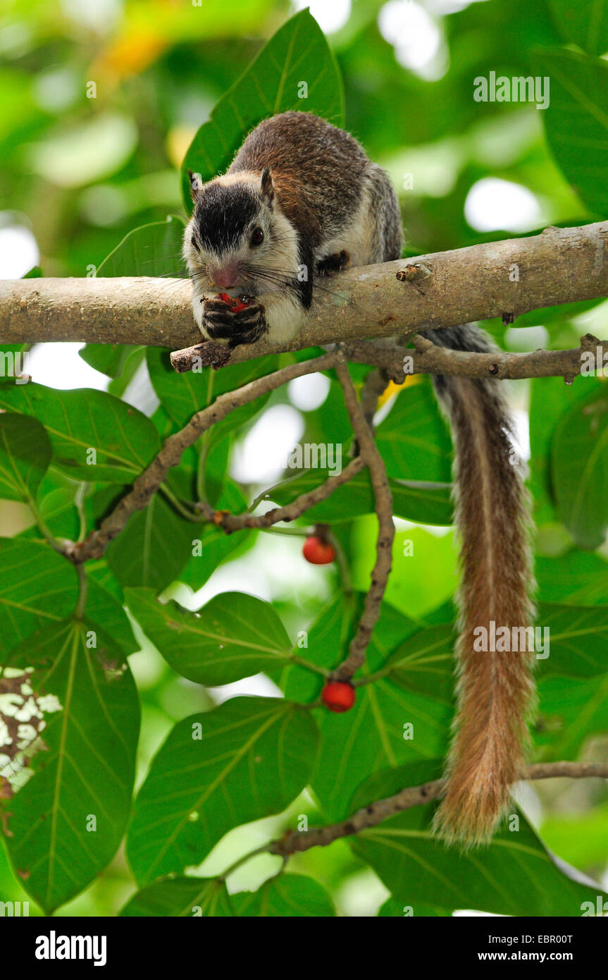 Grizzled Riese-Eichhörnchen (Ratufa Macroura), auf einem Ast, Sri Lanka Stockfoto