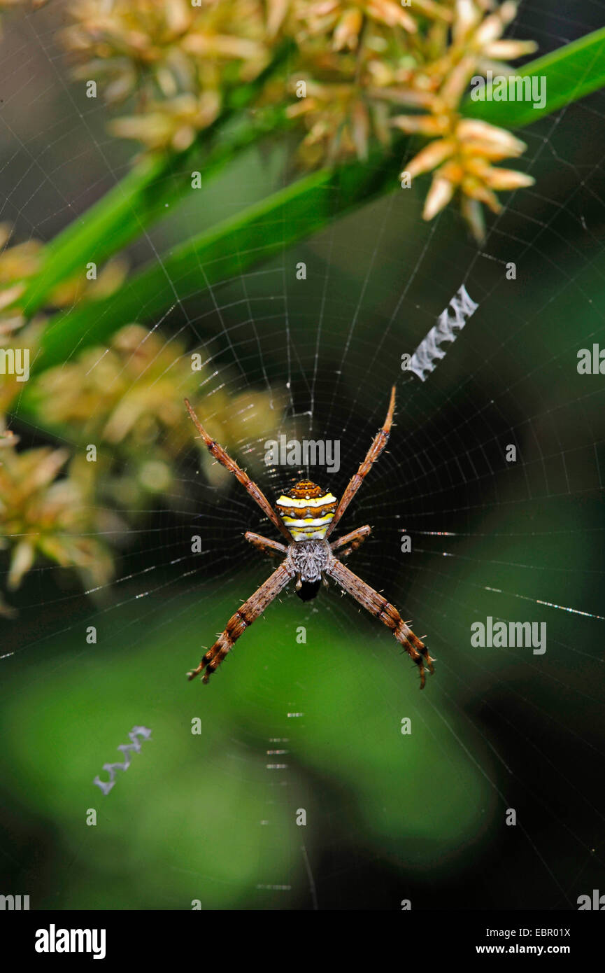 Orbweaver (Araneidae), im Netz, Sri Lanka Stockfoto