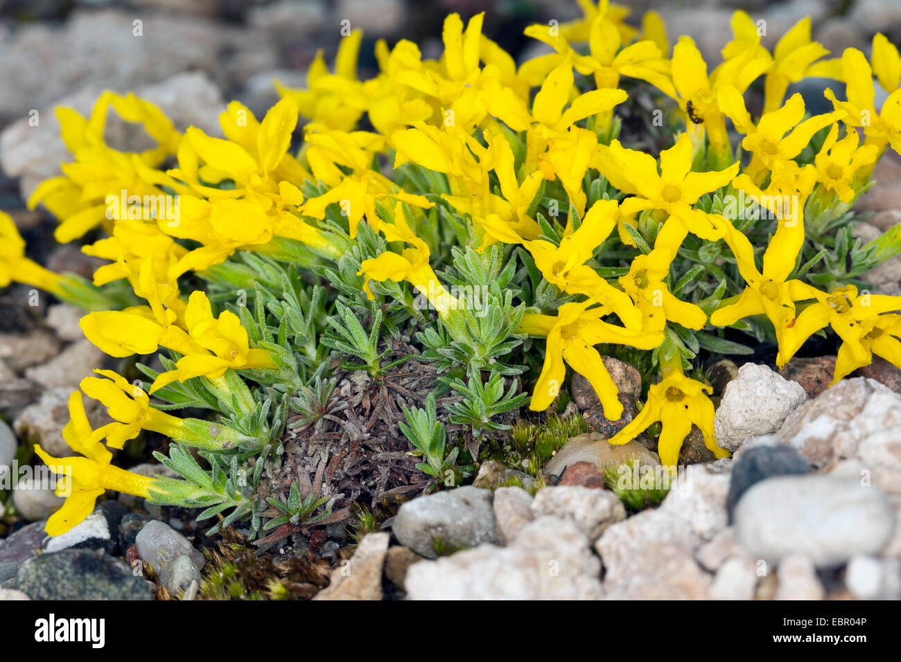 Goldene Primel, goldene Primula (Vitaliana Primulifolia, Androsace Vitaliana), blühen Stockfoto