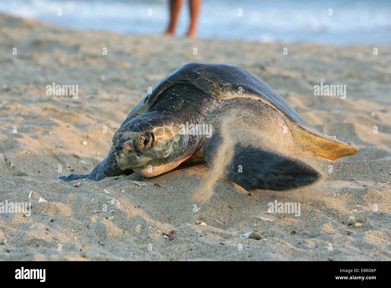 grüne Schildkröte, Turtle Rock, Fleisch Schildkröten (Chelonia Mydas), Schildkröte kriecht am Strand für Ei Ablagerung, Mexiko, Oaxaca Stockfoto