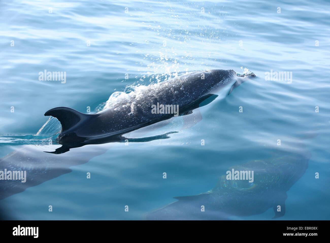 kostenlose Delfinen am Pazifischen Meer, Mexiko, Oaxaca Stockfoto