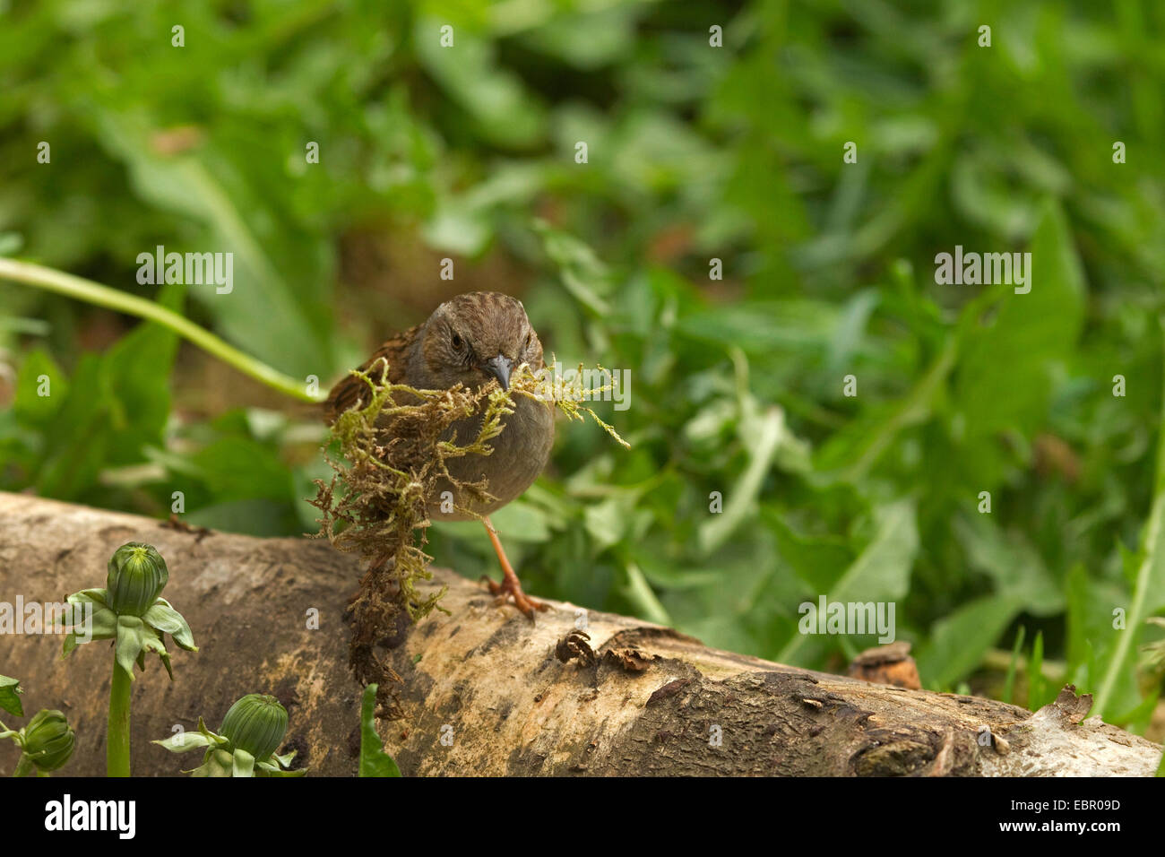 Heckenbraunelle (Prunella Modularis), sammeln von Nistmaterial, Deutschland, Nordrhein-Westfalen Stockfoto