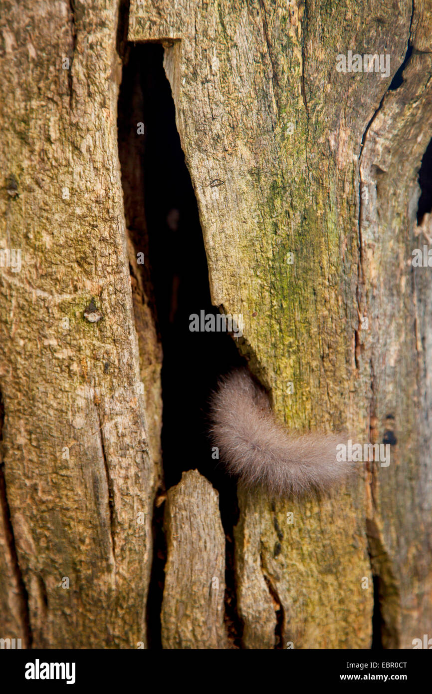 essbare Siebenschläfer, essbare bürgerliche Siebenschläfer, Fett Siebenschläfer, Eichhörnchen-tailed Siebenschläfer (Glis Glis), verschwinden in eine Baumhöhle, Deutschland, Rheinland-Pfalz Stockfoto