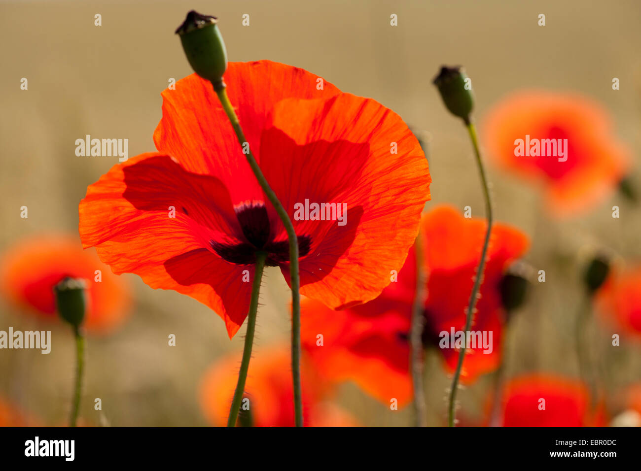 Gemeinsamen Mohn, Klatschmohn, roter Mohn (Papaver Rhoeas), Mohn Blumen im Sonnenlicht, Deutschland, Thüringen Stockfoto