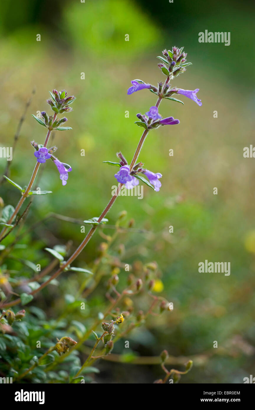 Basilikum Thymian (Acinos Alpinus, Calamintha Alpina), blühen, Deutschland Stockfoto