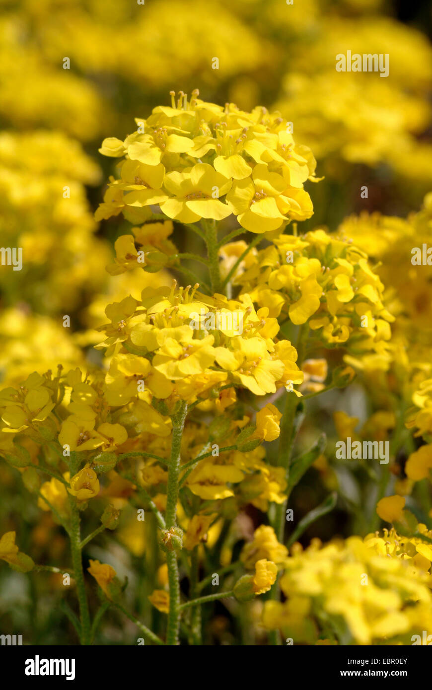 Scharfkraut (Alyssum Wulfenianum), blühen Stockfoto