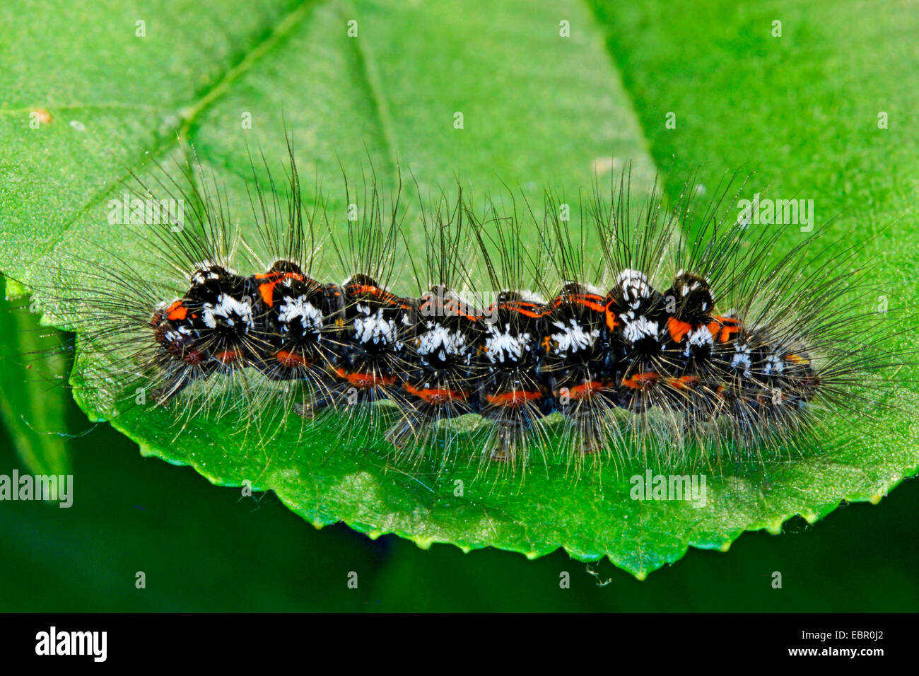 Gelb-Tail, Gold-Tail (Euproctis Similis, Porthesia Similis, Sphrageidus Similis), Raupe auf einem Blatt, Deutschland Stockfoto