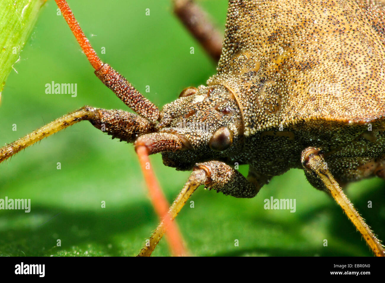Squash-Bug (Coreus Marginatus, Mesocerus Marginatus), Porträt, Deutschland Stockfoto