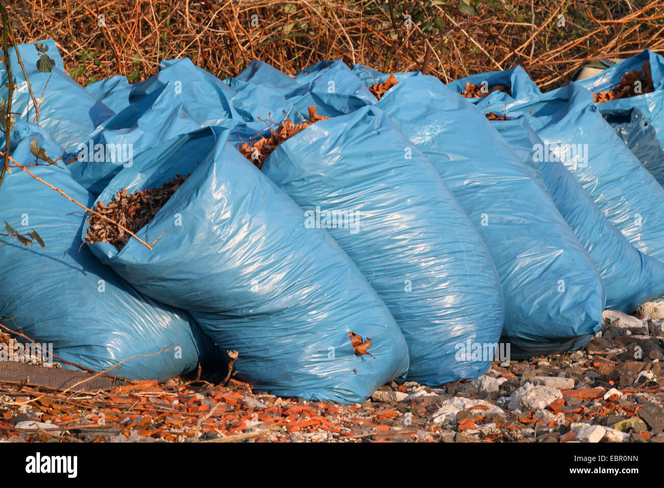 Herbstblätter gesammelt in blaue Müllsäcke, Deutschland Stockfoto